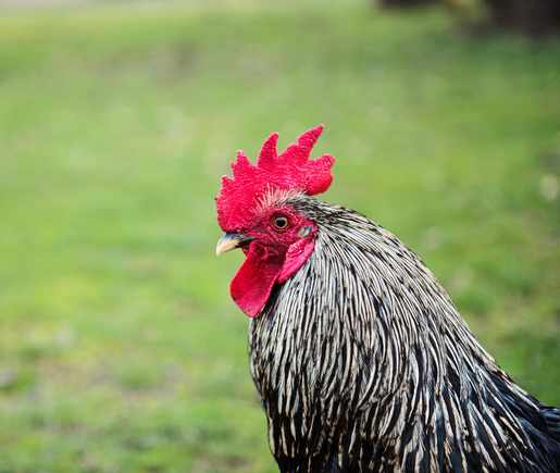 Marion County Indiana Septic Services